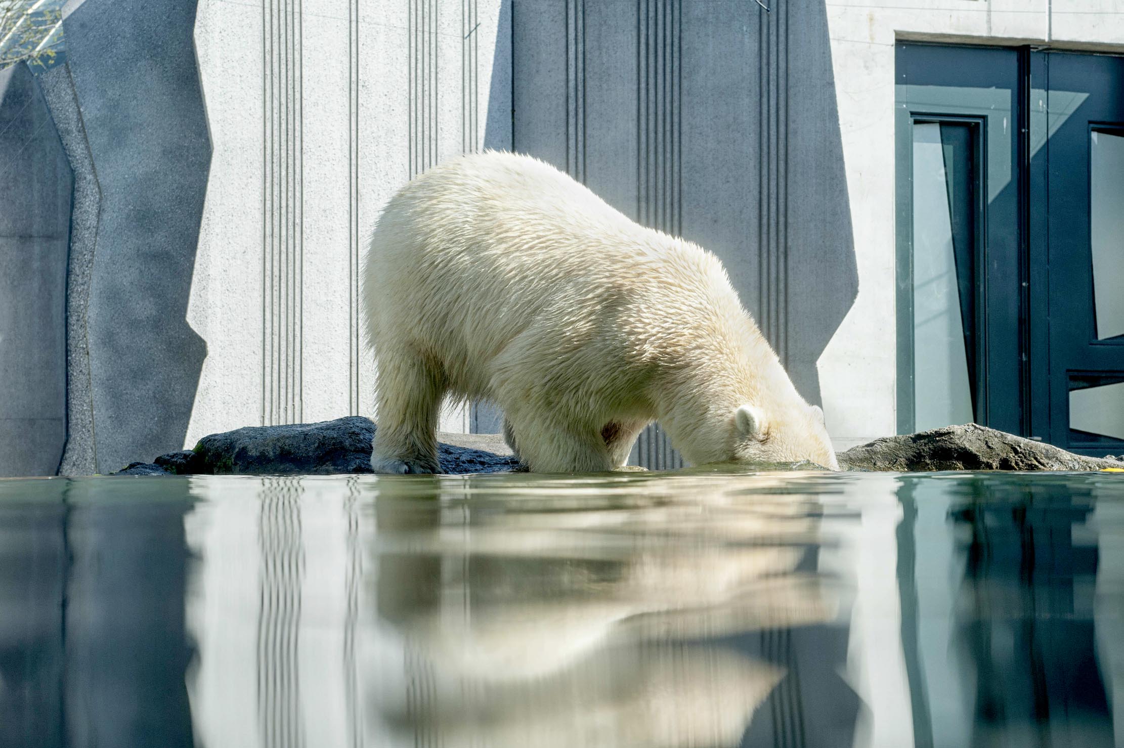 photo Jacqueline Godany